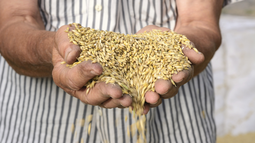 Mältat korn kan enligt forskarna ha positiva effekter på flera livsstilsrelaterade sjukdomar, energiupptag, inflammationer och tarmflorans sammansättning. Foto: Shutterstock